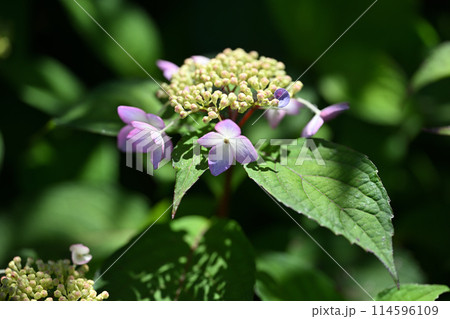 アマチャ(甘茶)の花 アマチャ(甘茶)の花 114596109