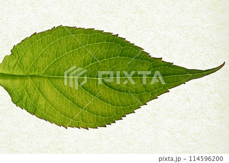 アマチャ（甘茶）の若葉と葉脈 114596200