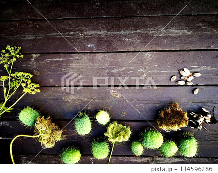 Gardeningbackground, flowers and seeds on wooden table. Spring in the garden concept background with free text space Gardeningbackground, flowers and seeds on wooden table. Spring in the garden concept background with free text space 114596286