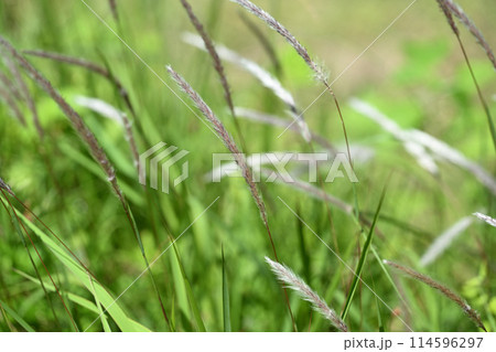 チガヤ（千萱） 114596297