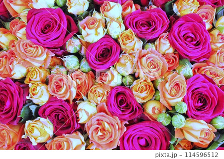 Natural fresh pink and peach orange roses, flowers pattern wallpaper. Close up roses bunch. Wedding bouquet 114596512