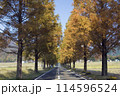 黄葉したメタセコイヤ並木 114596524