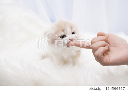 女性の指を舐めるスコティッシュフォールドの仔猫 女性の指を舐めるスコティッシュフォールドの仔猫 114596567