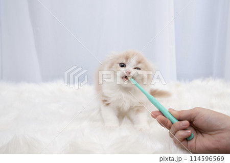 歯磨きをするスコティッシュフォールドの仔猫 114596569