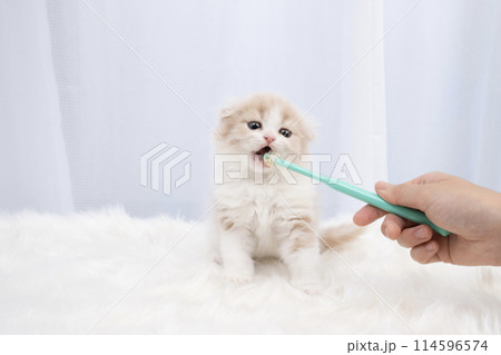 歯磨きをするスコティッシュフォールドの仔猫 歯磨きをするスコティッシュフォールドの仔猫 114596574