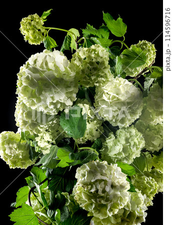 Blooming white viburnum on a black background Blooming white viburnum on a black background 114596716