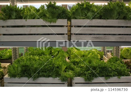 Close up of fresh organic hydroponic vegetable plantation produce cultivate farm in greenhouse. Agriculture aquaponic system. Vertical aeroponic garden. Sustainable lifestyle food sourcing concept 114596730