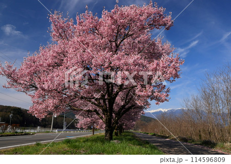 長野県伊那市高遠町下山田 三峰川沿いのタカトオコヒガンザクラ桜並木と冠雪した中央アルプス木曽山脈 長野県伊那市高遠町下山田 三峰川沿いのタカトオコヒガンザクラ桜並木と冠雪した中央アルプス木曽山脈 114596809