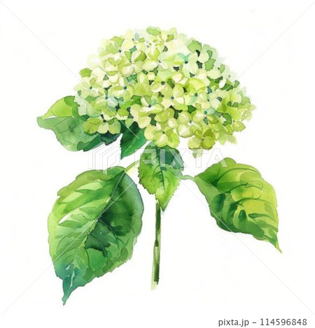 アジサイアナベルのイラスト素材 [114596848] - PIXTA