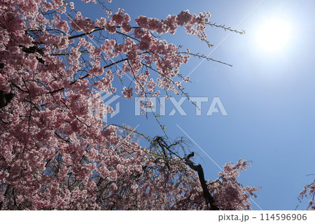 白く輝く太陽と青空とピンクの花びらの枝垂れ桜の木を見上げた風景 114596906