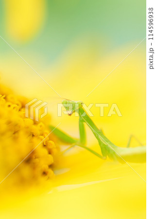 向日葵の花の中にいるかわいい小さなカマキリのアップ 114596938