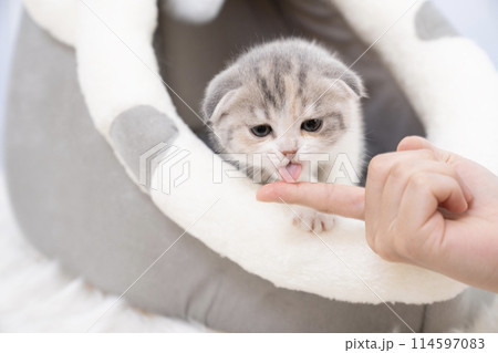 指についたおやつを舐めるスコティッシュフォールドの仔猫 114597083