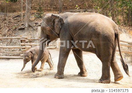 Two elephants walking together outdoor. big and small mother and her baby elephant playing 114597175