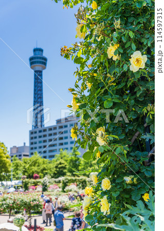 (神奈川県)横浜市・山下公園の満開のバラとマリンタワー (神奈川県)横浜市・山下公園の満開のバラとマリンタワー 114597315