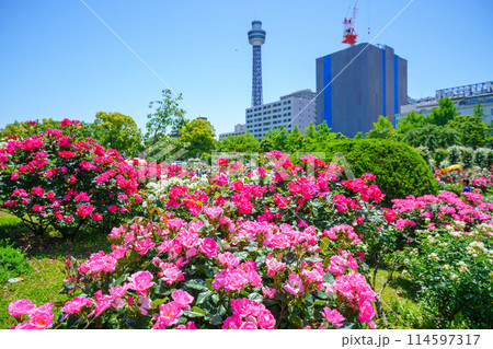 （神奈川県）横浜市・山下公園　満開のバラが美しい 114597317