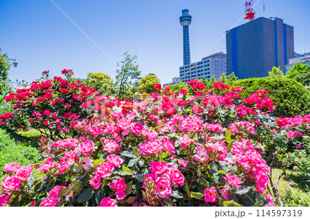 （神奈川県）横浜市・山下公園　満開のバラが美しい 114597319