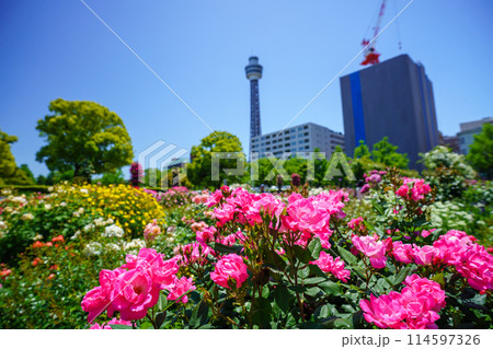 （神奈川県）マリンタワーが見える横浜・山下公園　満開のバラが美しい 114597326