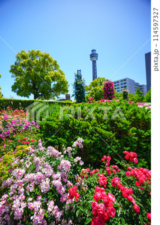 (神奈川県)マリンタワーが見える横浜・山下公園 満開のバラが美しい (神奈川県)マリンタワーが見える横浜・山下公園 満開のバラが美しい 114597327