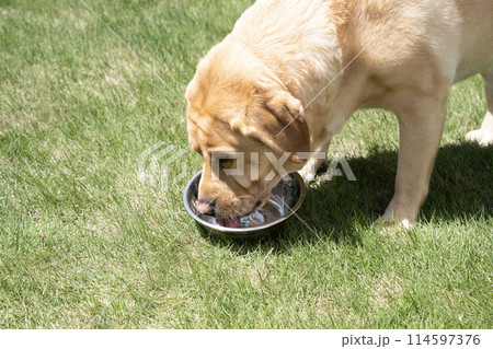 芝生で水を飲むラブラドールレトリバーのバストアップ 芝生で水を飲むラブラドールレトリバーのバストアップ 114597376