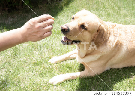 おやつをもらうラブラドールレトリバー 114597377