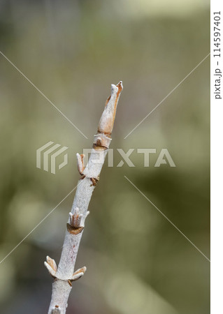 Oakleaf hydrangea Ice Crystal Oakleaf hydrangea Ice Crystal 114597401