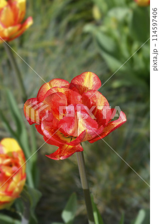 Tulip Sundowner Tulip Sundowner 114597406
