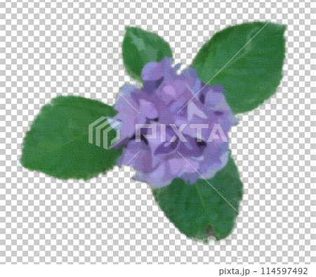 雨季繡球花 114597492