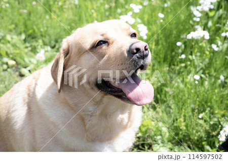 ひなげしの花と微笑むラブラドールレトリバー 114597502