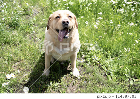 ひなげしの花と微笑むラブラドールレトリバー 114597503