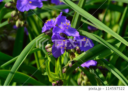 紫色の花を咲かせたムラサキツユクサ（紫露草） 114597522