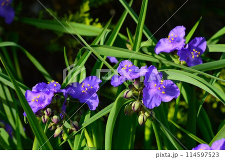 ムラサキツユクサ（紫露草） 114597523