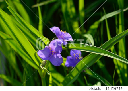 ムラサキツユクサ（紫露草） 114597524