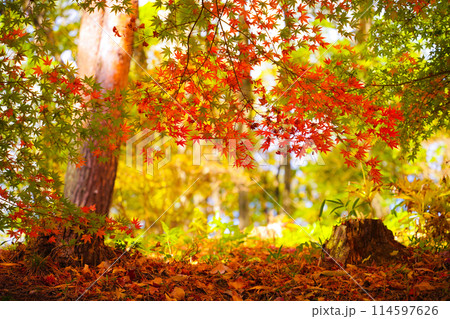真っ盛りの真っ赤な紅葉 真っ盛りの真っ赤な紅葉 114597626