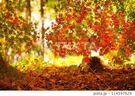 真っ盛りの真っ赤な紅葉 114597629