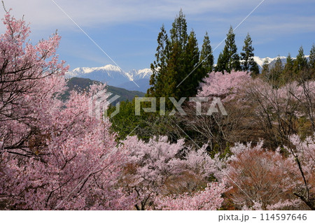 長野県伊那市美篶 高台にあるみすず公園の満開のタカトオコヒガン桜と残雪の木曽山脈中央アルプス 長野県伊那市美篶 高台にあるみすず公園の満開のタカトオコヒガン桜と残雪の木曽山脈中央アルプス 114597646
