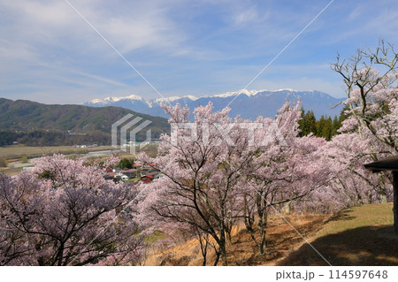 長野県伊那市美篶 高台にあるみすず公園の満開のタカトオコヒガン桜と残雪の木曽山脈中央アルプス 長野県伊那市美篶 高台にあるみすず公園の満開のタカトオコヒガン桜と残雪の木曽山脈中央アルプス 114597648