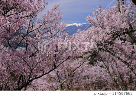 長野県伊那市美篶　高台にあるみすず公園の満開のタカトオコヒガン桜と残雪の木曽山脈中央アルプス 114597663