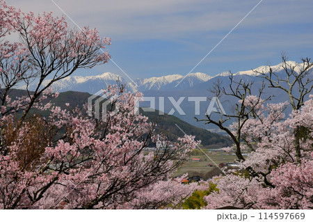 長野県伊那市美篶 高台にあるみすず公園の満開のタカトオコヒガン桜と残雪の木曽山脈中央アルプス 長野県伊那市美篶 高台にあるみすず公園の満開のタカトオコヒガン桜と残雪の木曽山脈中央アルプス 114597669