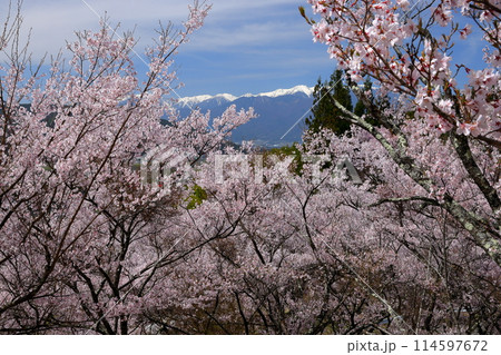 長野県伊那市美篶 高台にあるみすず公園の満開のタカトオコヒガン桜と残雪の木曽山脈中央アルプス 長野県伊那市美篶 高台にあるみすず公園の満開のタカトオコヒガン桜と残雪の木曽山脈中央アルプス 114597672