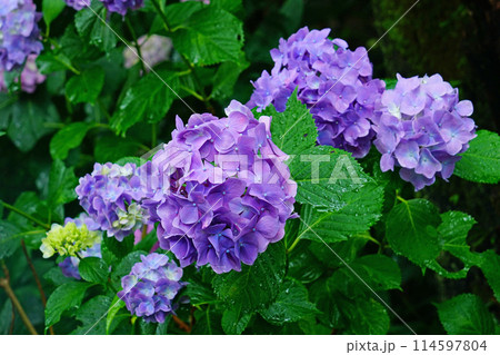 矢田寺 あじさい 矢田寺 あじさい 114597804