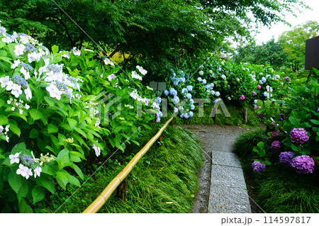矢田寺　あじさい 114597817