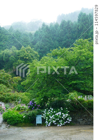 矢田寺　あじさい 114597829