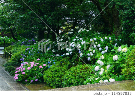 矢田寺　あじさい 114597833