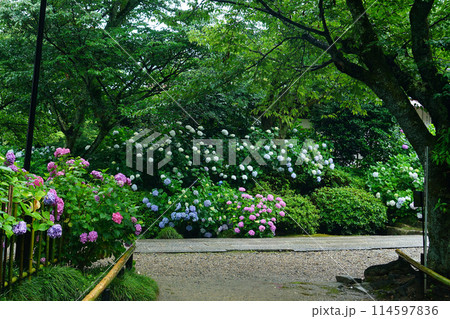 矢田寺 あじさい 矢田寺 あじさい 114597836