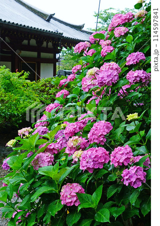 矢田寺　あじさい 114597841