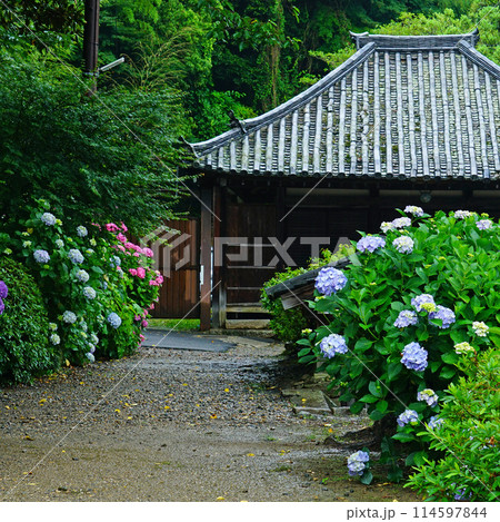矢田寺 あじさい 矢田寺 あじさい 114597844