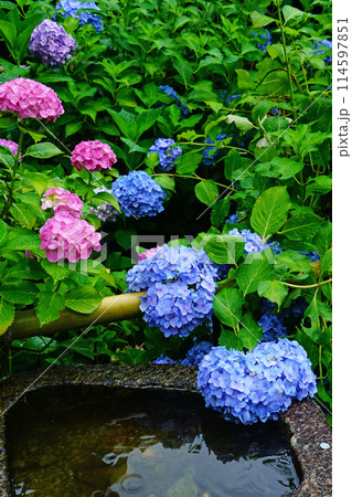 矢田寺　あじさい 114597851