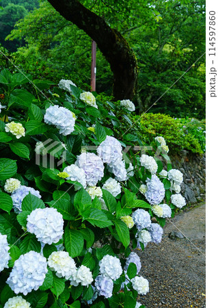 矢田寺　あじさい 114597860