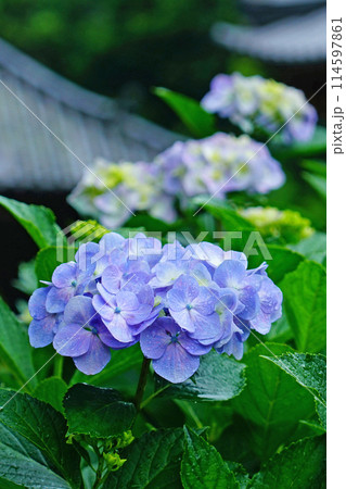 矢田寺　あじさい 114597861