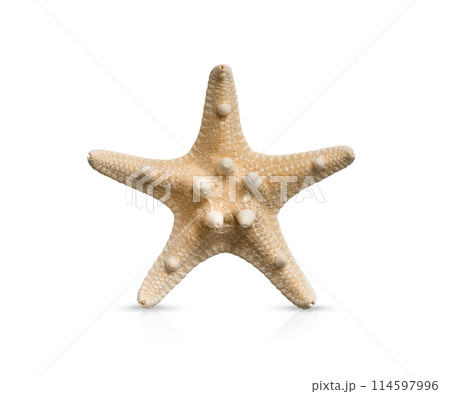 Starfish on White Background with Shadow and Reflection 114597996